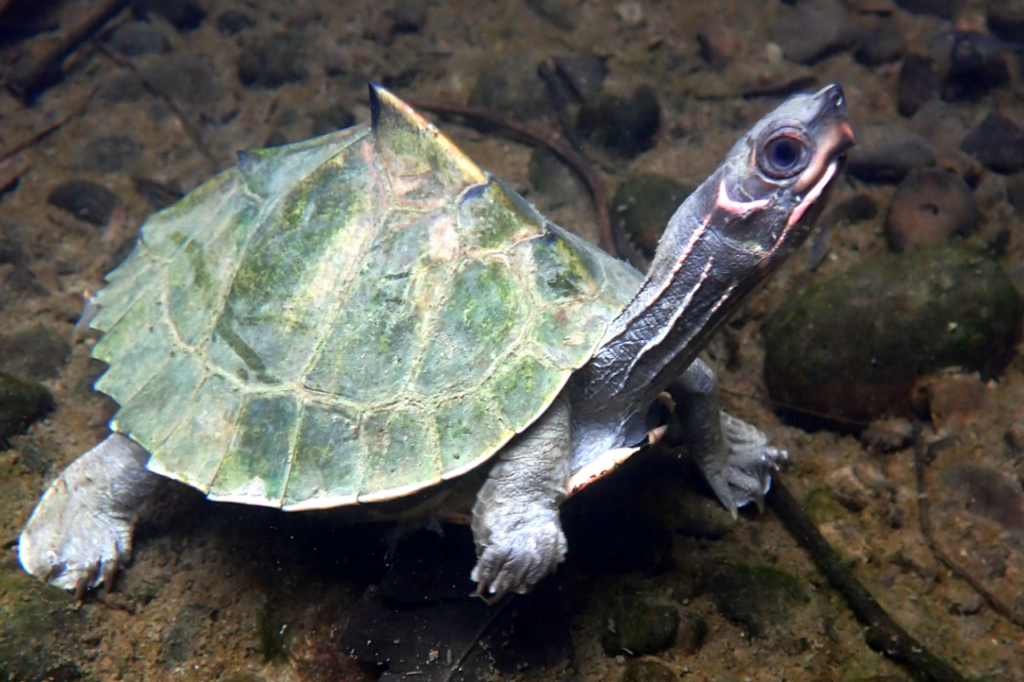 Assam Roofed Turtle